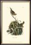 Marsh Wren by John James Audubon Limited Edition Print