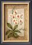 Orchid Fresco I by Debra Swartzendruber Limited Edition Pricing Art Print