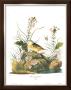 Yellow-Winged Sparrow by John James Audubon Limited Edition Print