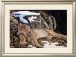 Time To Rest Lynx by Alan Sakhavarz Limited Edition Pricing Art Print