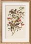 Audubon Warbler by John James Audubon Limited Edition Pricing Art Print