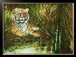 Tiger In Hiding by Jamie Carter Limited Edition Pricing Art Print