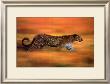Panthera Leo, Course De Guepard by Steve Bloom Limited Edition Print