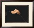 Calla Lily by Talli Rosner-Kozuch Limited Edition Print