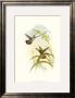 Gould Hummingbird I by John Gould Limited Edition Print