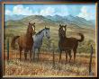 Appaloosa I by Ron Jenkins Limited Edition Print