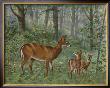 Deer Family I by Ron Jenkins Limited Edition Print