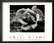 Rose And Driftwood, San Francisco, California by Ansel Adams Limited Edition Print