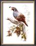 California Quail by Rick Bennett Limited Edition Print