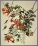 Ruby-Throated Hummingbird by John James Audubon Limited Edition Print