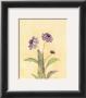 Flower Lavande L by Peggy Abrams Limited Edition Print