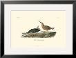 Red-Breasted Snipe by John James Audubon Limited Edition Print