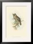 Scops-Eared Owl by John Gould Limited Edition Pricing Art Print
