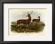 Black Tailed Deer by John James Audubon Limited Edition Print