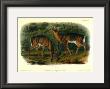 Virginian Deer by John James Audubon Limited Edition Pricing Art Print