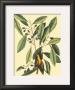The Carolina Laurus by Mark Catesby Limited Edition Print