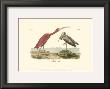 Scarlet Ibis by John James Audubon Limited Edition Print