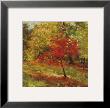Autumn Trail by Nel Whatmore Limited Edition Print