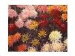 Massif De Chrysanthemes by Claude Monet Limited Edition Print