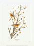 Yellow Red-Poll Warbler by John James Audubon Limited Edition Print