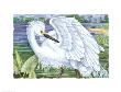 Snowy Egret by Paul Brent Limited Edition Print