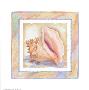 Bordered Shell-Queen Conch by Paul Brent Limited Edition Pricing Art Print