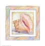 Bordered Shell-Queen Conch by Paul Brent Limited Edition Print