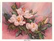 Magnolia Blossoms by Barbara Mock Limited Edition Pricing Art Print