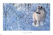 Arctic Wolf by Eric Bjorlin Limited Edition Pricing Art Print