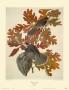 Canada Jay by John James Audubon Limited Edition Print