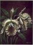 Cattleya Aurea I by Steve Butler Limited Edition Print