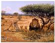 Lion Familly by Clive Kay Limited Edition Print