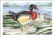 Wood Ducks by Paul Brent Limited Edition Print