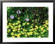 Anemone Ranunculoides Pleni Flora Anemone Nemorosa, May by John Glover Limited Edition Pricing Art Print