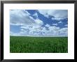 Winter Wheat And Clouds, Central Kentucky by Adam Jones Limited Edition Print