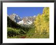 Quaking Aspens, And Maroon Bells In Autumn, Colorado by Adam Jones Limited Edition Print