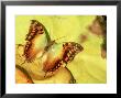 Green Veined Charaxes, Karura Forest, Kenya by Steve Turner Limited Edition Print