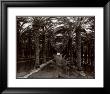 Palm Grove, 1966 by Ansel Adams Limited Edition Print