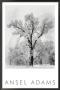 Oak Tree, Snowstorm, Yosemite National Park, 1948 by Ansel Adams Limited Edition Print