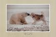 Polar Kiss by Thomas Mangelsen Limited Edition Print