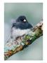 Dark-Eyed Junco by Adam Jones Limited Edition Print