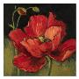 Poppy Blossom I by Barbara Mock Limited Edition Print