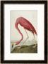 Flamingo Drinking At Water's Edge by John James Audubon Limited Edition Print