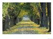 Tree-Lined Road In Autumn, Louisville, Kentucky, Usa by Adam Jones Limited Edition Print