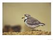 Piping Plover by Adam Jones Limited Edition Print
