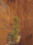 Single Pine Tree, Pinus, Among The Hoodoos Of Bryce Canyon National Park, Utah, Usa. by Adam Jones Limited Edition Pricing Art Print