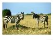 Burchells Zebra, Equus Burchelli Masai Mara Game Reserve Kenya by Adam Jones Limited Edition Print