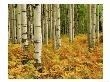 Ferns With Quaking Aspen Trees, Gunnison Nat.Forest, Colorado by Adam Jones Limited Edition Print