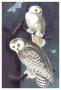 Snowy Owl by John James Audubon Limited Edition Pricing Art Print