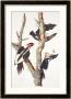 Ivory-Billed Woodpecker, 1829 by John James Audubon Limited Edition Print